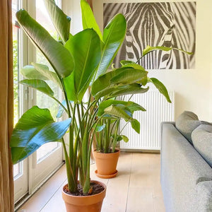 white bird of paradise indoor plant White Bird of Paradise 4-5' Tall (Strelitzia nicolai) Chicago Ar – Living Art USA