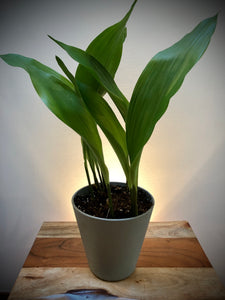 Cast Iron Plant (Aspidistra elatior)...Perfect for beginner plant parents! Chicago Delivery Only. 5-10 Days.