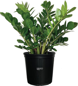 zz plant delivery 10” ZZ Plant (Zamioculcas zamiifolia) ⭐⭐⭐⭐⭐...Perfect for new plant  parents! Chicago Area Delivery Only. (5-10 Days delivery)