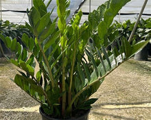 Load image into Gallery viewer, 10” ZZ Plant (Zamioculcas zamiifolia) ⭐⭐⭐⭐⭐...Perfect for new plant parents! Chicago Delivery Only. (5-10 Days delivery)
