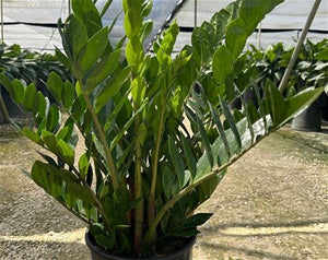 how tall can a zz plant get 10” ZZ Plant (Zamioculcas zamiifolia) ...Perfect for new plant pa – Living  Art USA
