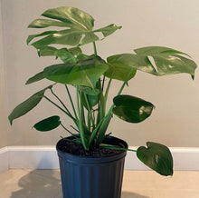 Load image into Gallery viewer, 10” Monstera (Deliciosa)  ⭐⭐⭐⭐⭐ Chicago Area Delivery Only. 5-10 Days
