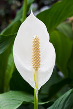 Load image into Gallery viewer, Spathiphyllum (Peace Lilly) ⭐⭐⭐⭐⭐
