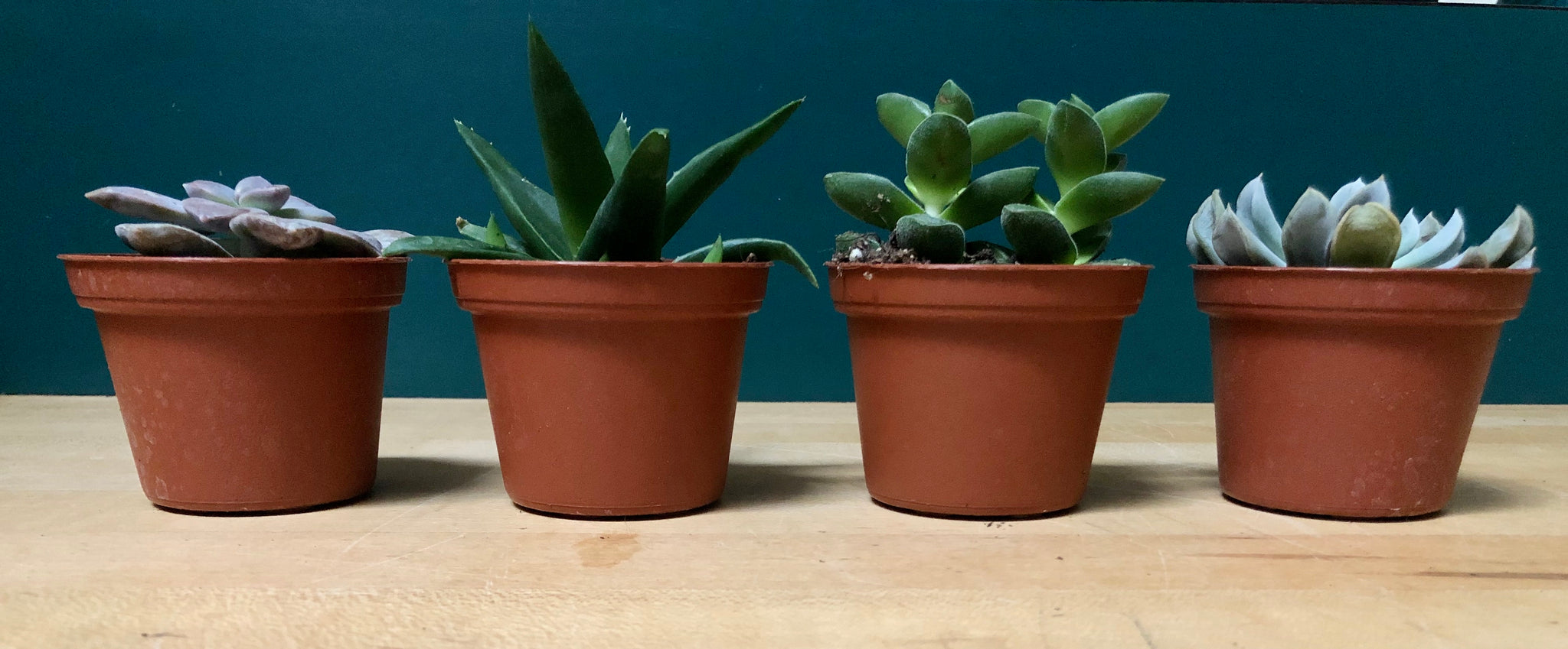 mini succulent pots set of 4 Mini Succulent Gift Set $34.95 Set of 4