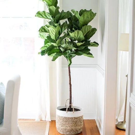 fiddle leaf fig chicago 10" Fiddle Leaf Fig Tree (Ficus Lyrata) ⭐⭐⭐⭐⭐ Chicago Area Delivery Only. 5-10 Days