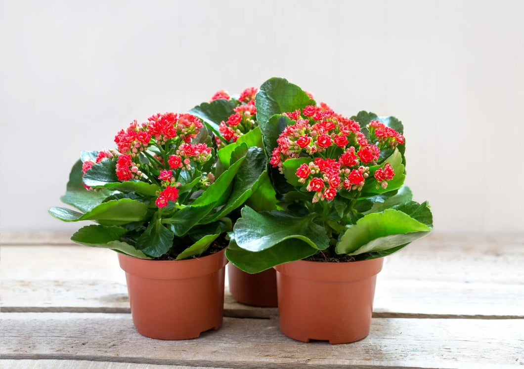 Kalanchoe - An easy care succulent plant! ⭐⭐⭐⭐⭐ by