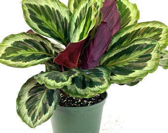 Living Art USA Calathea Medallion