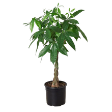 Load image into Gallery viewer, 10&quot; (3-4&#39; Tall) Money Tree  (Pachira) ⭐⭐⭐⭐⭐ Chicago Delivery Only. 5-10 Days.
