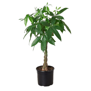 10" (3-4' Tall) Money Tree  (Pachira) ⭐⭐⭐⭐⭐ Chicago Delivery Only. 5-10 Days.
