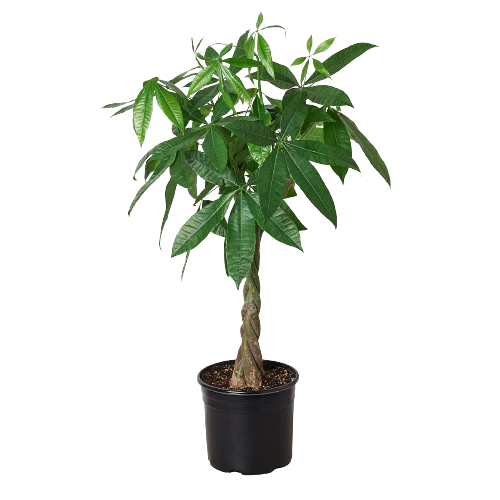 money tree on 3rd 10" (3-4' Tall) Money Tree (Pachira) Chicago Delivery Only. 5-10 – Living  Art USA