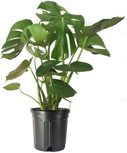 10” Monstera (Deliciosa)  ⭐⭐⭐⭐⭐ Chicago Area Delivery Only. 5-10 Days