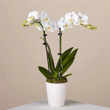 Load image into Gallery viewer, Double Stem Phalaenopsis White Orchid  ⭐⭐⭐⭐⭐ Chicago Area Delivery Only
