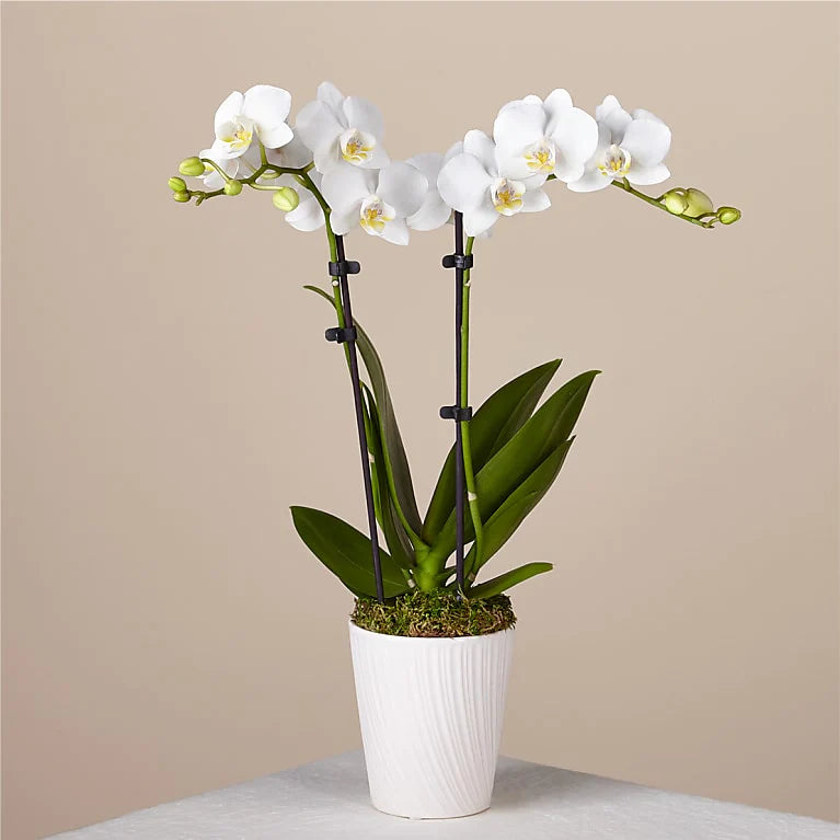 Double Stem Phalaenopsis White Orchid  ⭐⭐⭐⭐⭐ Chicago Area Delivery Only