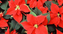 Load image into Gallery viewer, Poinsettias (Wrapped in Holiday Foil) ⭐⭐⭐⭐⭐
