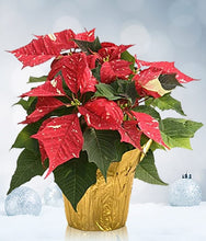 Load image into Gallery viewer, Poinsettias (Wrapped in Holiday Foil) ⭐⭐⭐⭐⭐
