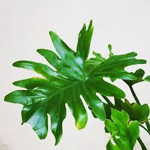 Load image into Gallery viewer, Lacy Leaf Philodendron ⭐⭐⭐⭐⭐
