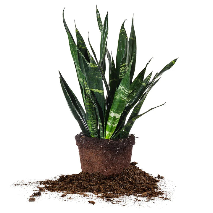 sansevieria snake plant black coral Black Coral Snake Plant (Sansevieria Trifasciata) – Living Art USA