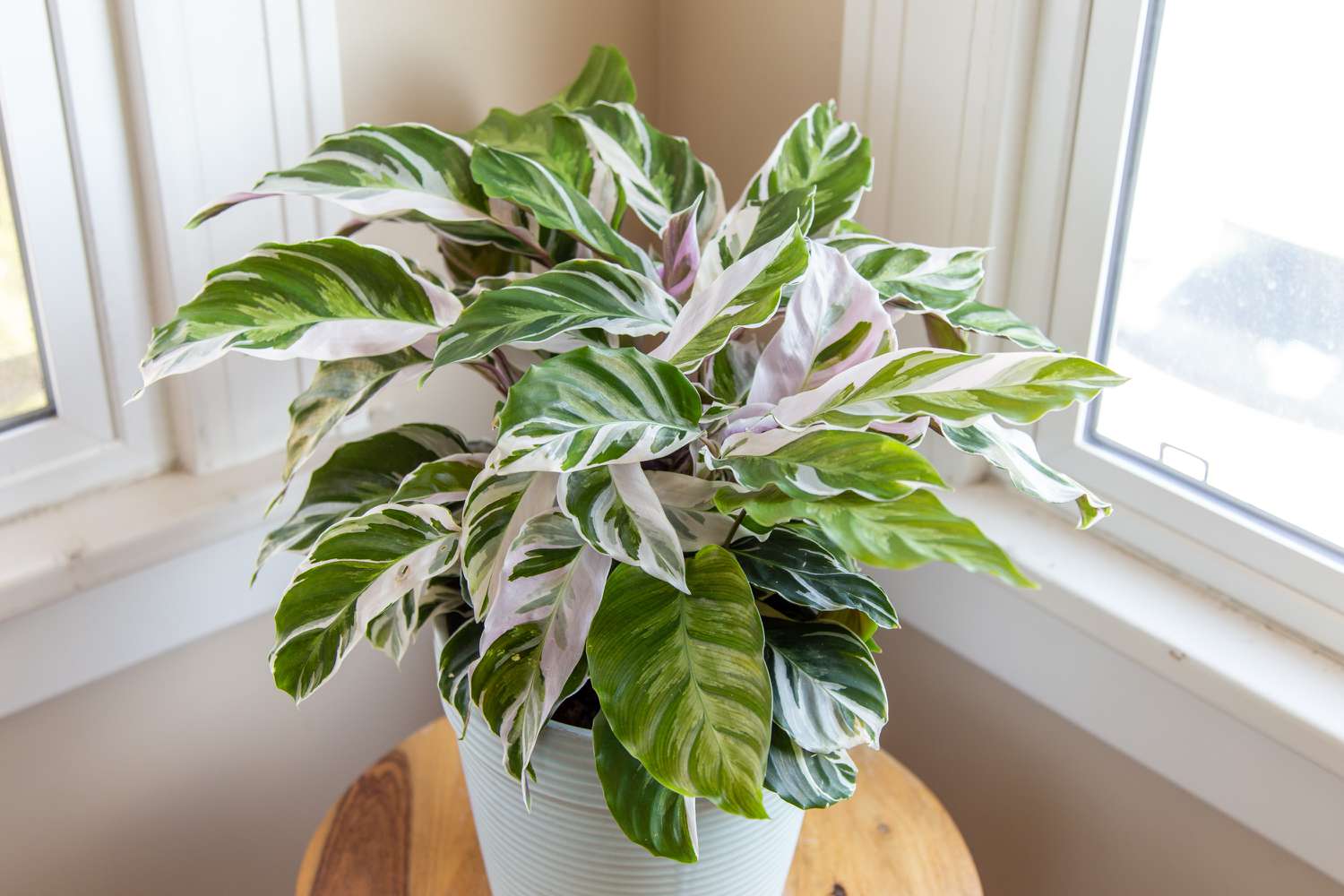 Calathea 'White Fusion'