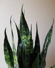 Load image into Gallery viewer, Black Coral (Sanservieria Trifasciata) 2-3&#39; Tall ⭐⭐⭐⭐⭐ Chicago Area Delivery Only
