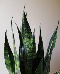 Black Coral (Sanservieria Trifasciata) 2-3' Tall ⭐⭐⭐⭐⭐ Chicago Area Delivery Only