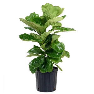 fiddle leaf fig bush vs tree 10" Fiddle Leaf Fig Bush (Ficus Lyrata) Chicago Area Delivery On – Living Art USA