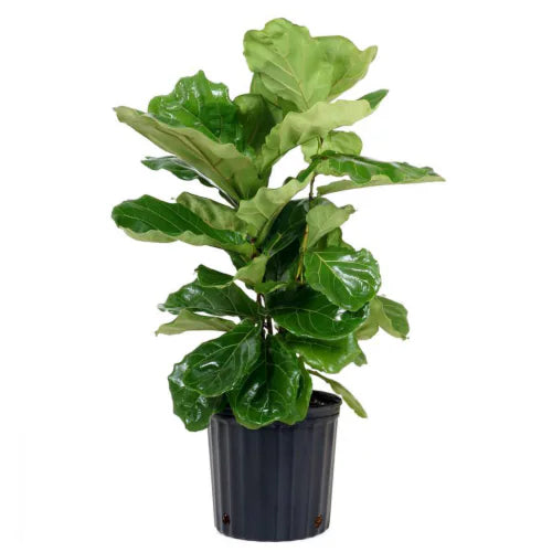 fiddle leaf fig chicago 10 in. Fiddle Leaf Fig (Ficus lyrata) Plant in Grower Pot