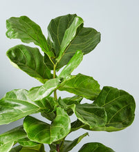 Load image into Gallery viewer, 10&quot; Fiddle Leaf  Fig Tree (Ficus Lyrata)  ⭐⭐⭐⭐⭐ Chicago Area Delivery Only. 5-10 Days
