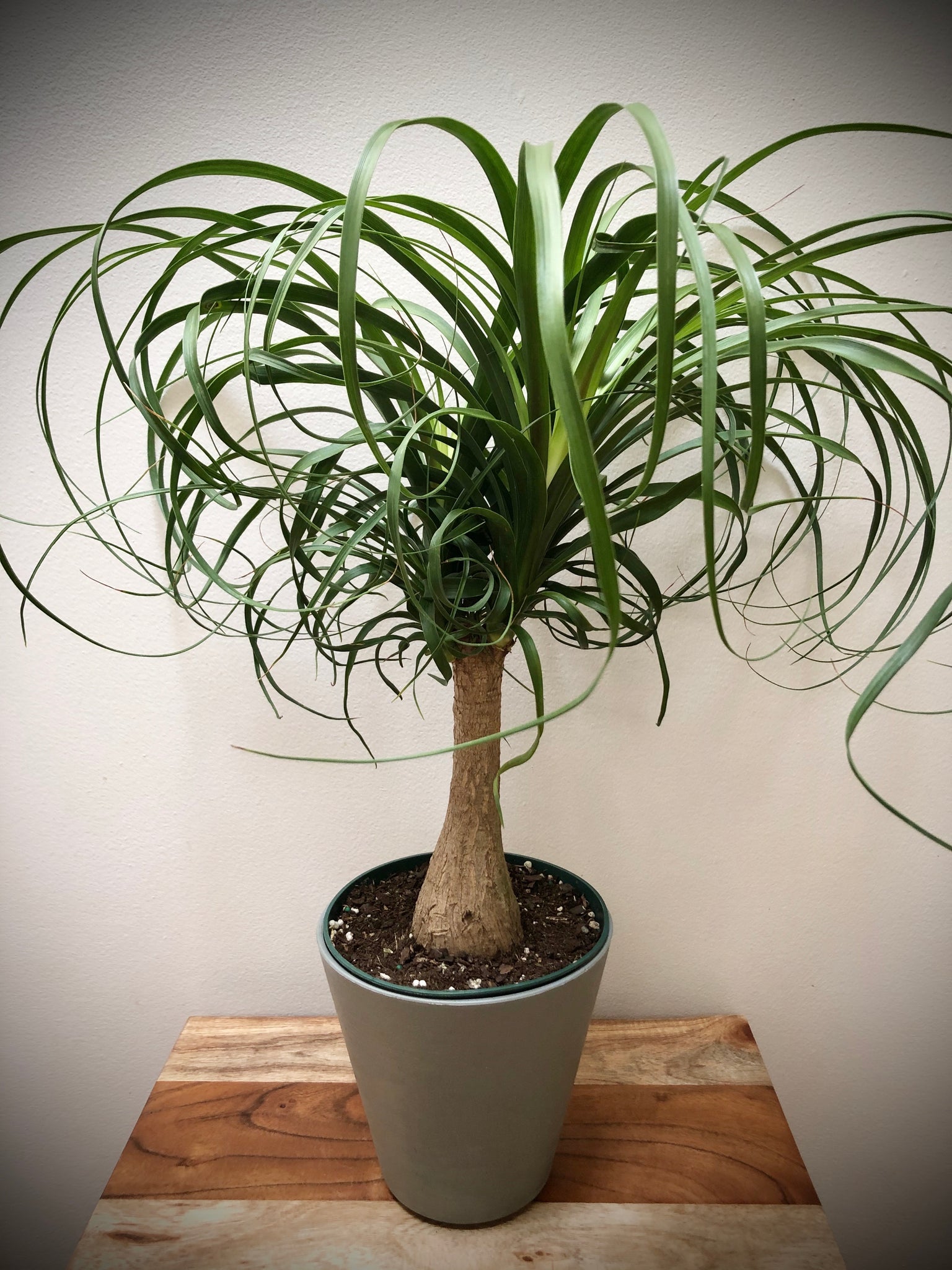 Ponytail Palm (Beaucarnea)