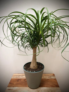 Ponytail Palm (Beaucarnea) ⭐⭐⭐⭐⭐