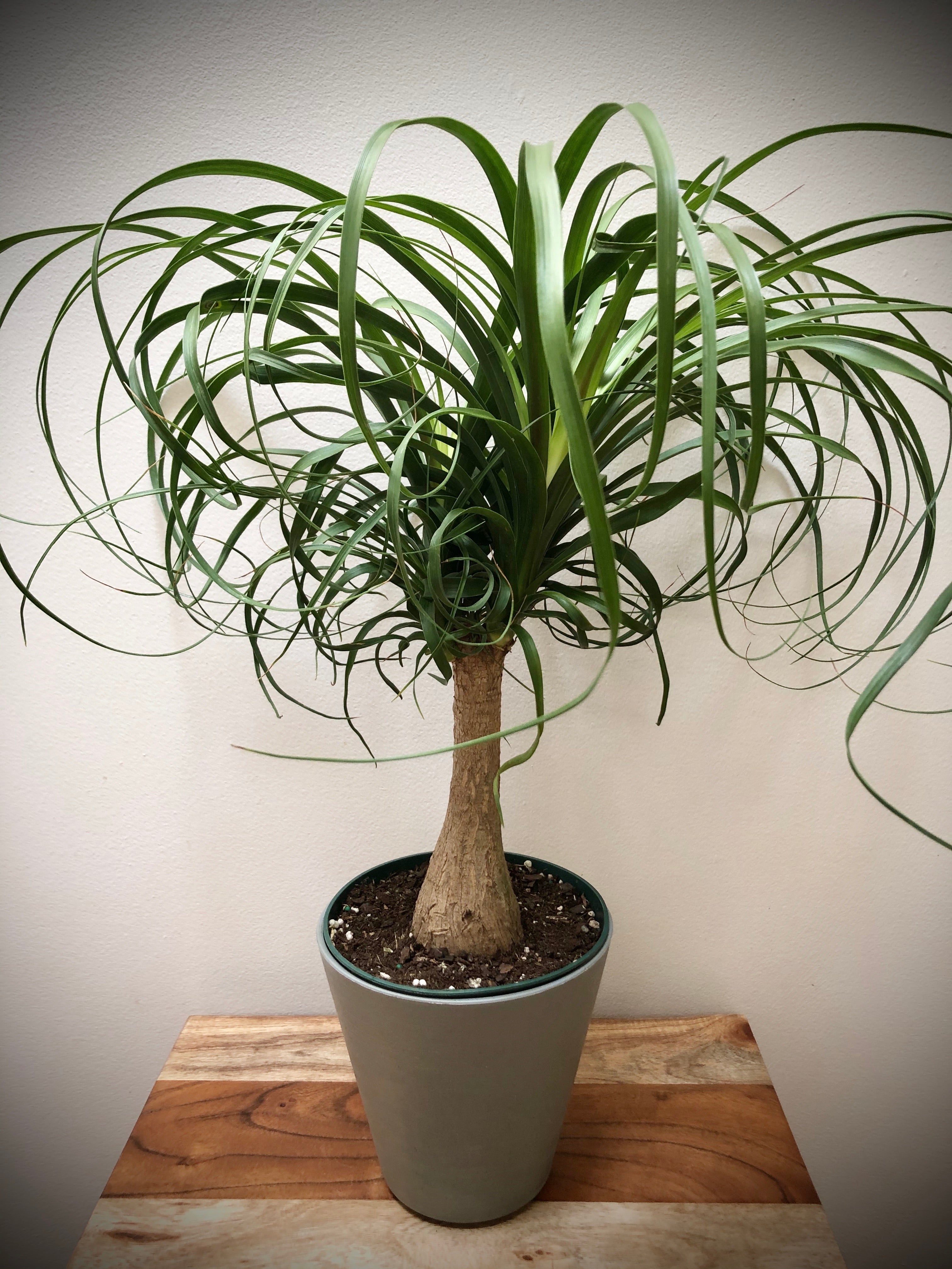 ponytail palm where to buy Ponytail Palm (Beaucarnea) – Living Art USA