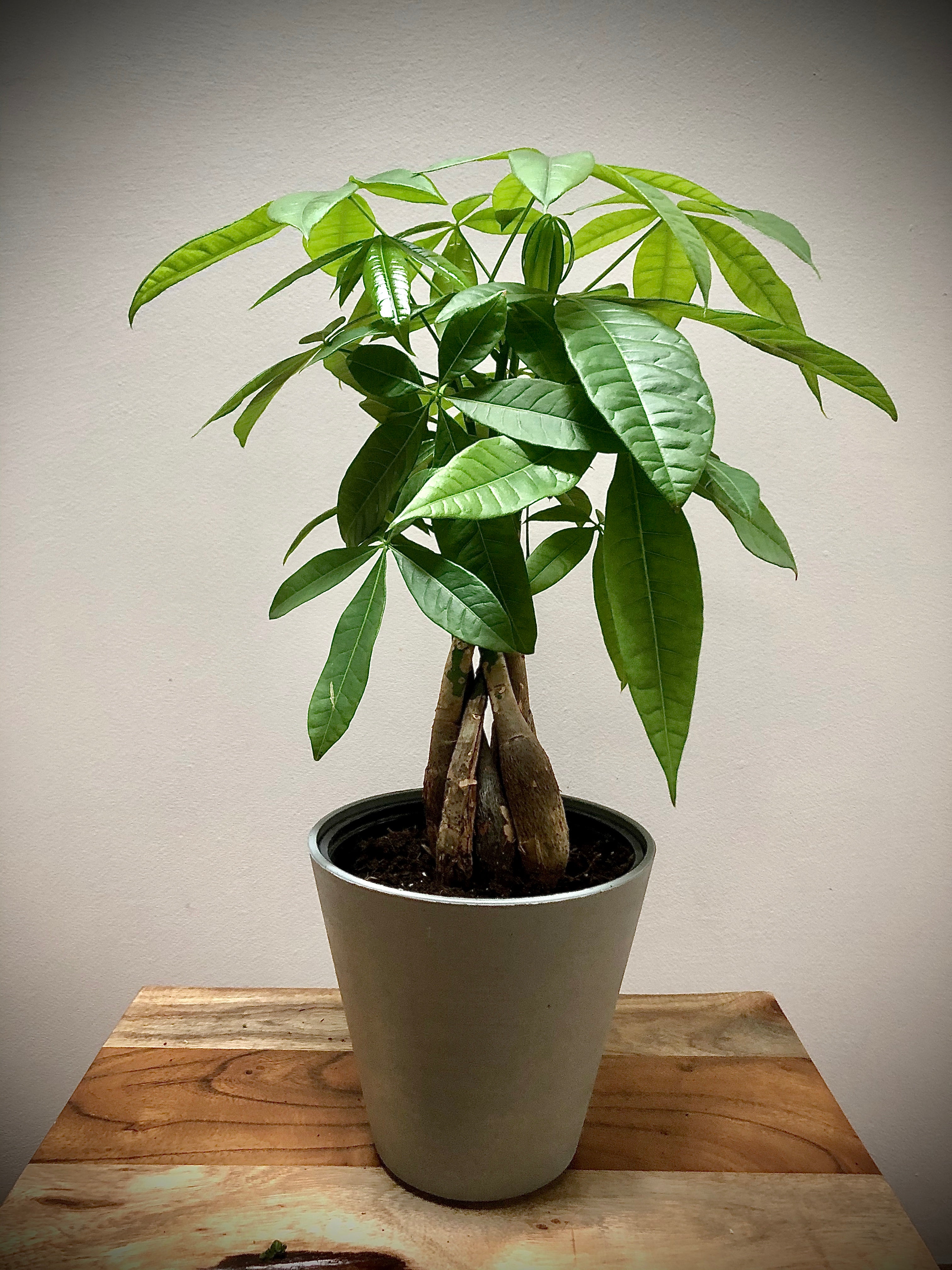 benefits of pachira money tree Money Tree (Pachira Braided) – Living Art USA