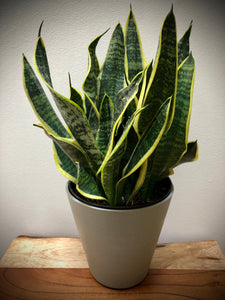 Snake Plant (Sansevieria Variegated) ⭐⭐⭐⭐⭐...Perfect for new plant parents!