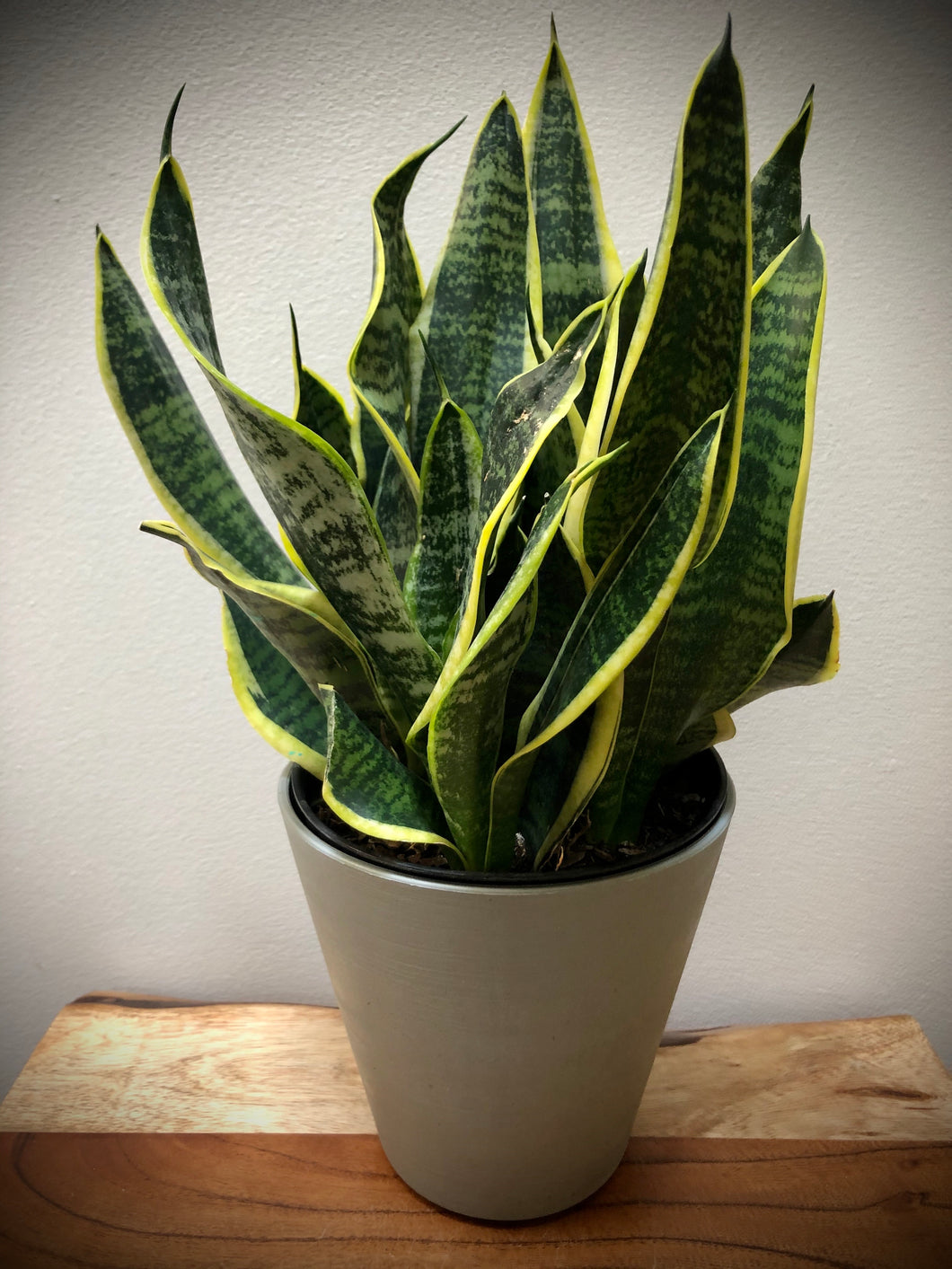 snake plant image Snake Plant (Sansevieria Variegated) ⭐⭐⭐⭐⭐...Perfect for new plant parents!