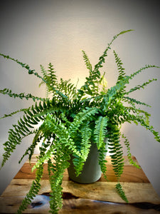 Premium Fern (Nephrolepis)