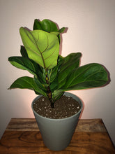 Load image into Gallery viewer, Fiddle Leaf Fig (Ficus Lyrata) ⭐⭐⭐⭐⭐
