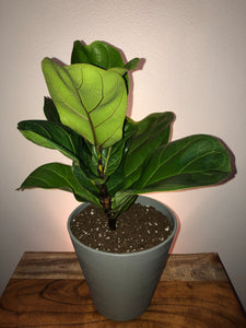 fiddle leaf fig leaves curling upward Fiddle Leaf Fig (Ficus Lyrata) – Living Art USA