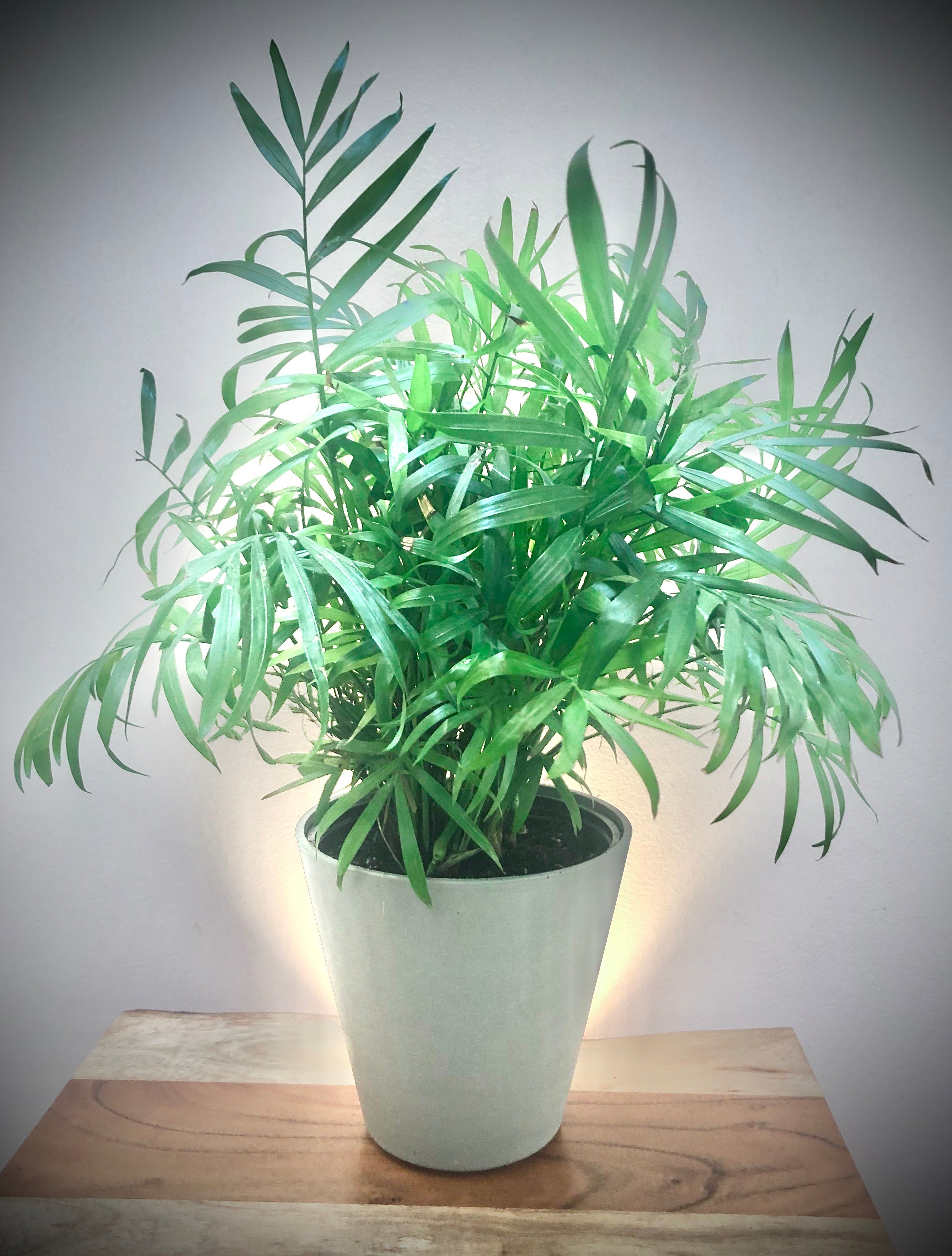 Parlor Palm (Chamaedorea elegans)