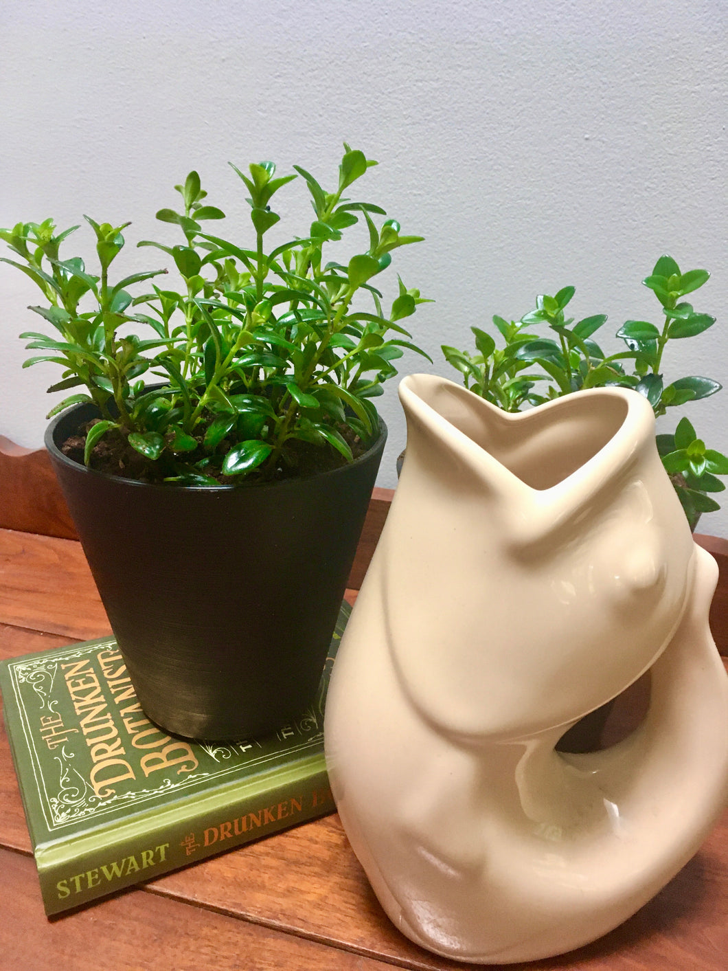 goldfish plant pot Goldfish Plant (Columnea gloriosa) – Living Art USA