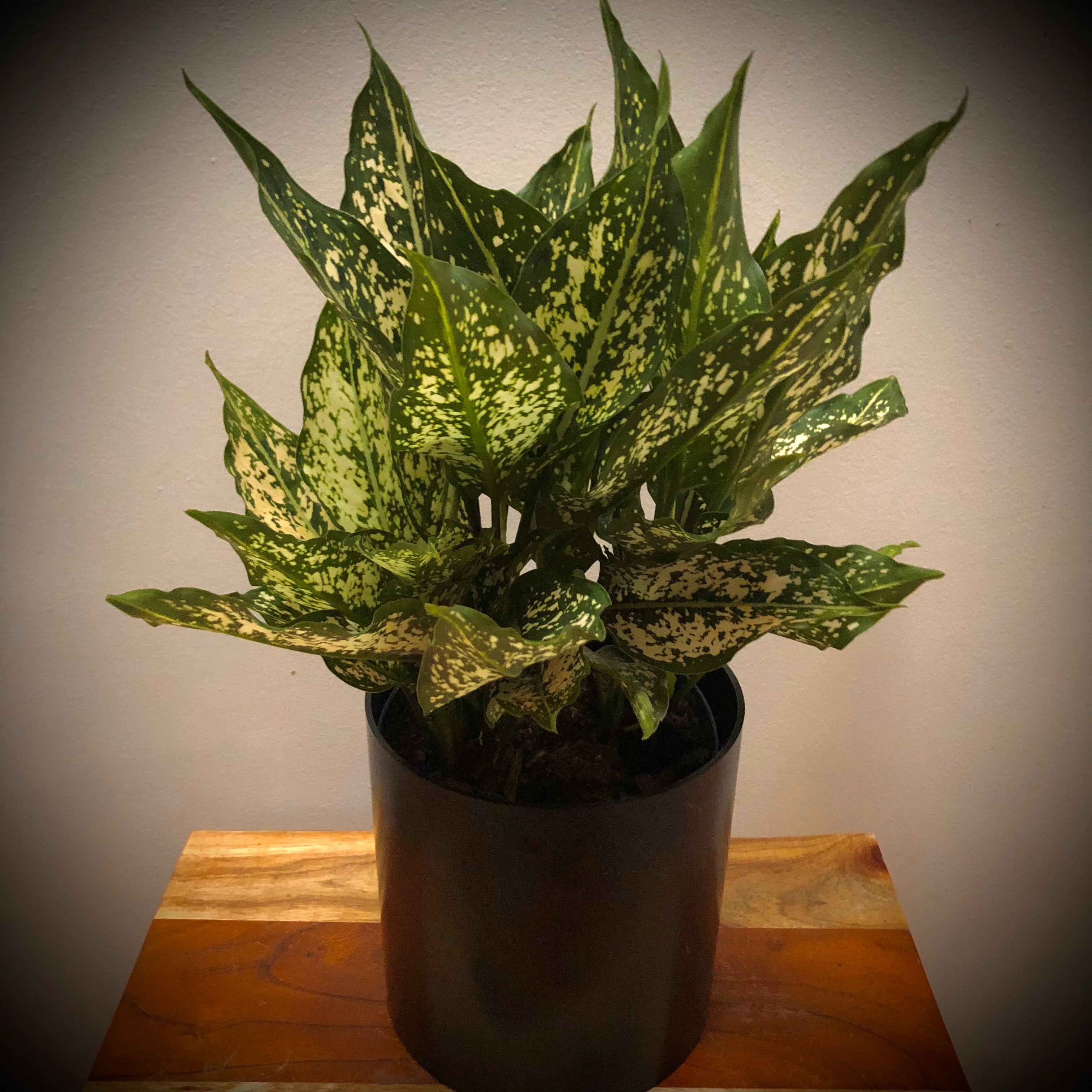 Aglaonema Snow White Plant