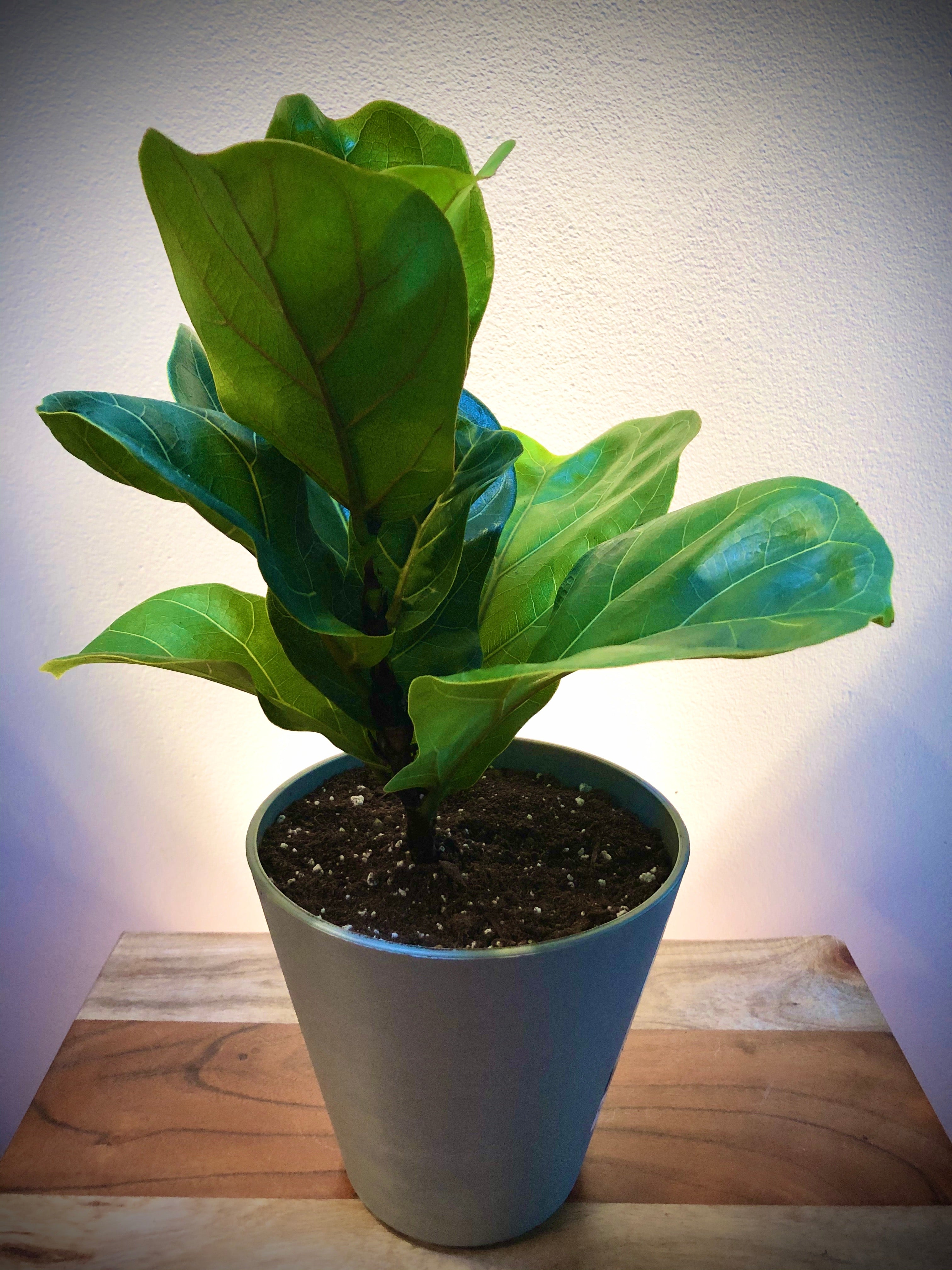 dwarf fiddle leaf fig Fiddle Leaf Fig (Ficus Lyrata) – Living Art USA