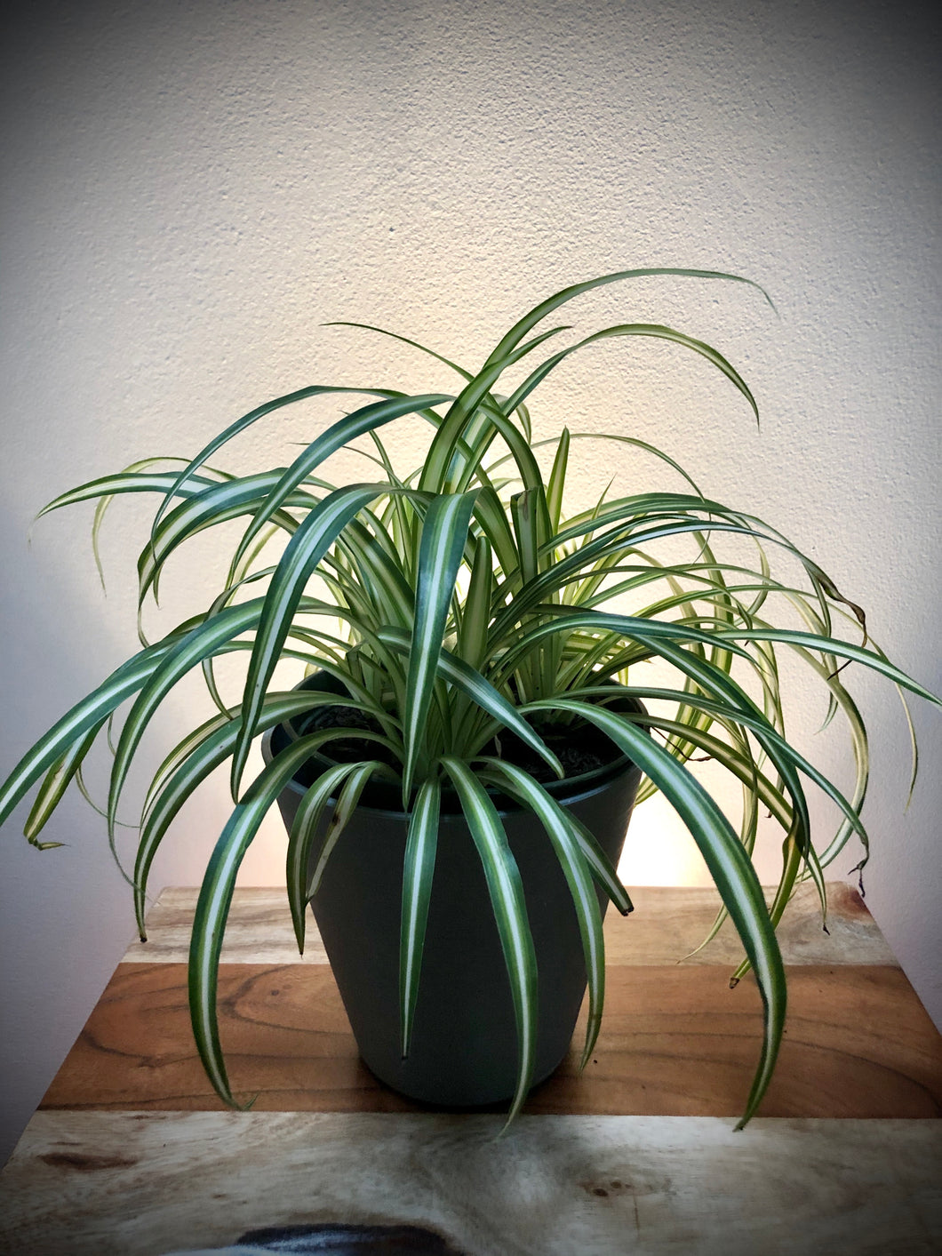 Spider Plant (Chlorophytum)