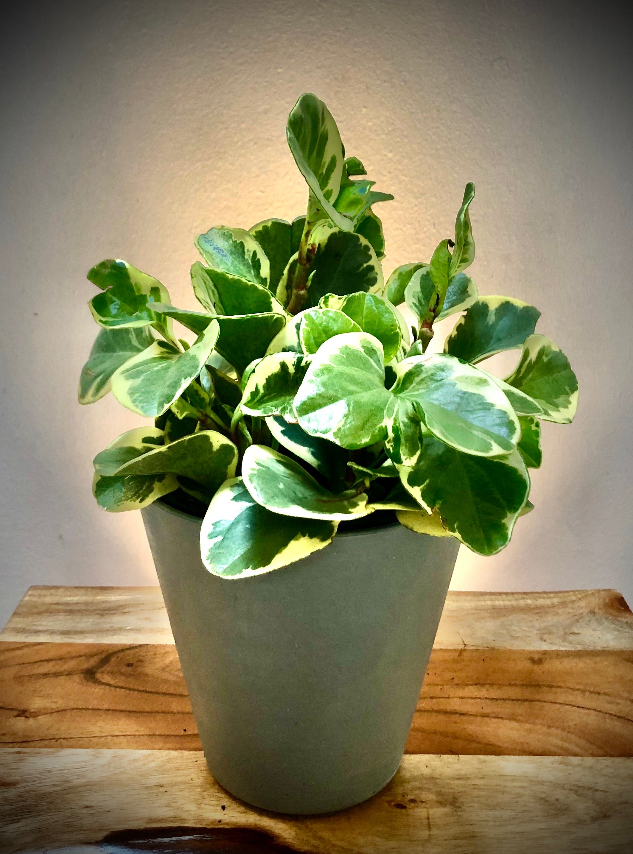 Variegated Peperomia Plant – Living Art USA