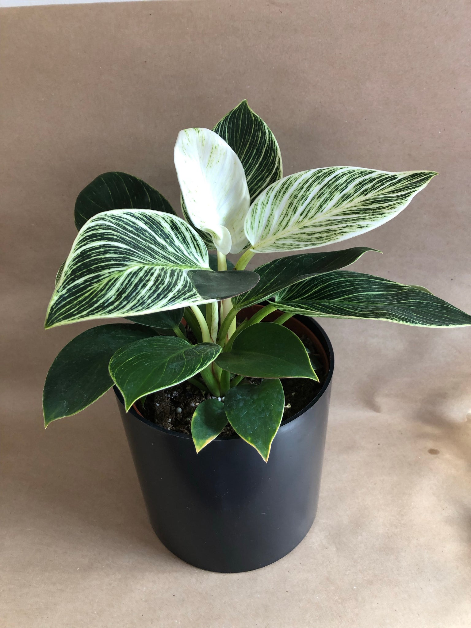philodendron birkin mature Philodendron Birkin – Living Art USA