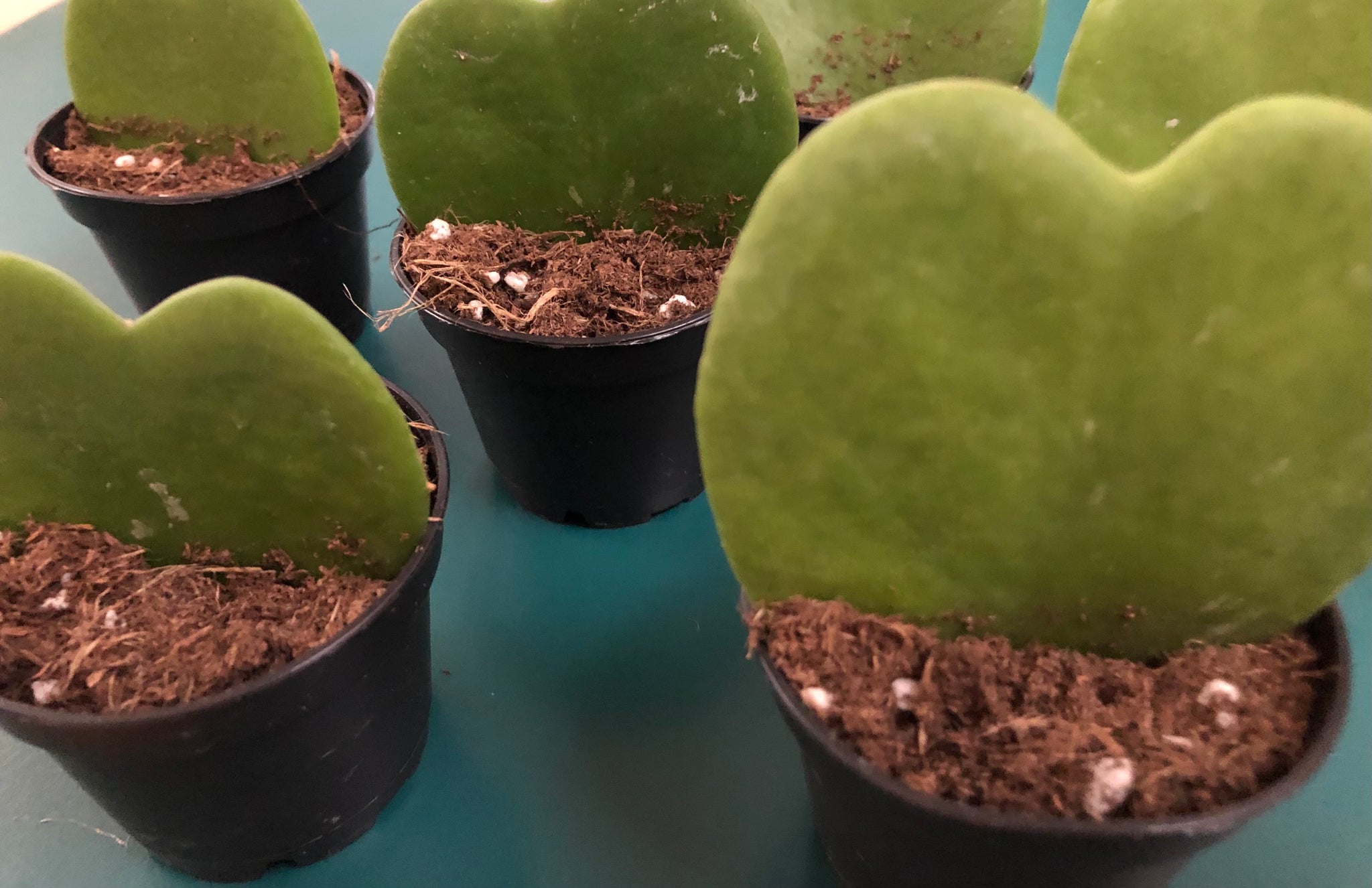 sweetheart succulent Sweetheart Succulent (Hoya kerrii) – Living Art USA