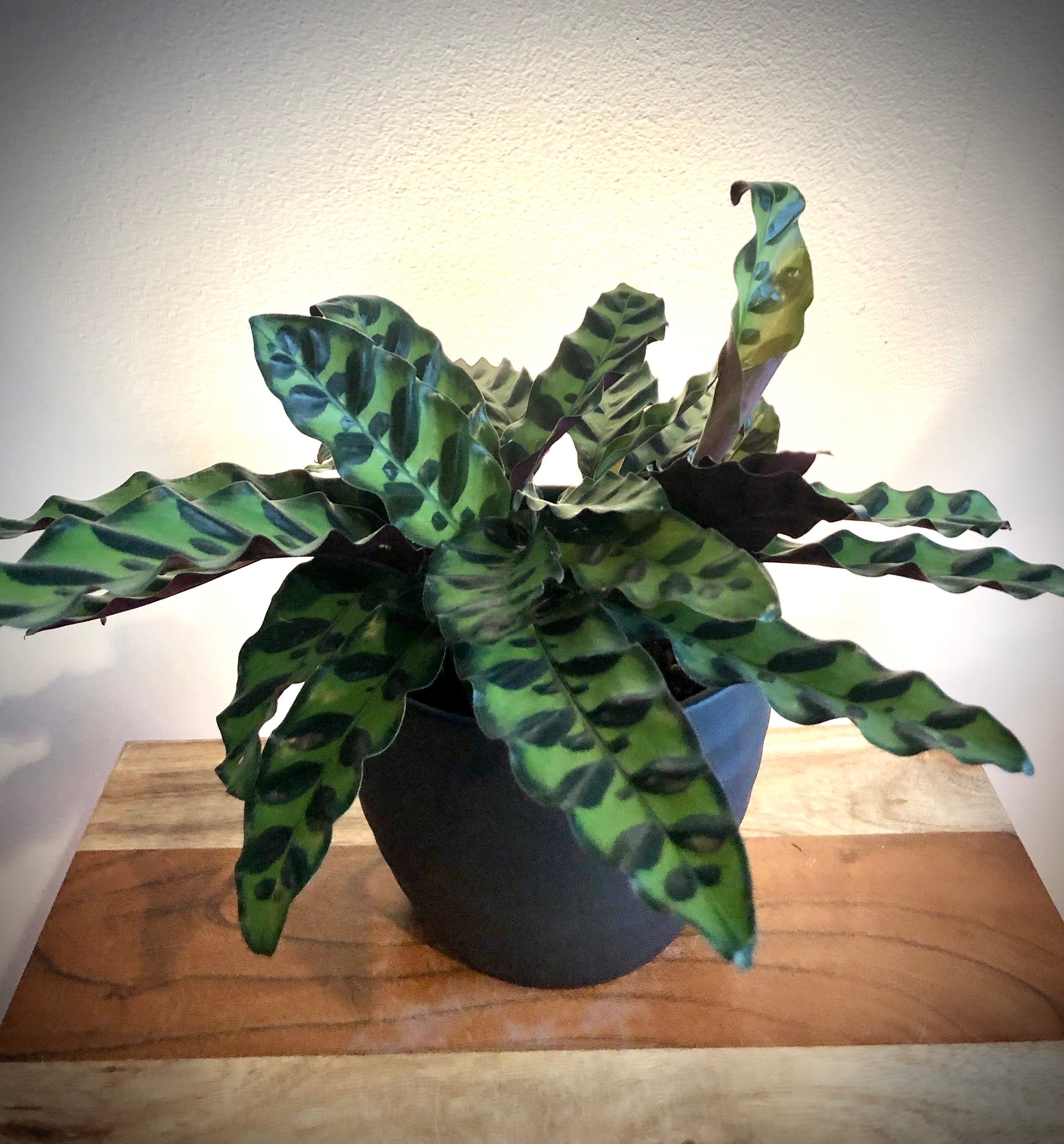 rattle snake plant care Rattlesnake Plant (Calathea Lancifolia) – Living Art USA