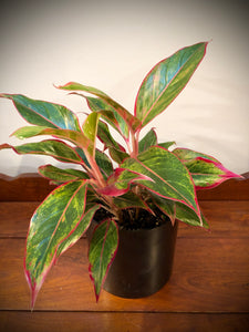 Pink Aglaonema (Thai Hybrid) ⭐⭐⭐⭐⭐