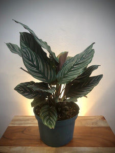 Pinstripe Plant (Calathea Ornata) ⭐⭐⭐⭐⭐