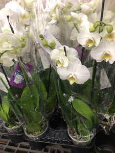 Double Stem Phalaenopsis White Orchid  ⭐⭐⭐⭐⭐ Chicago Area Delivery Only