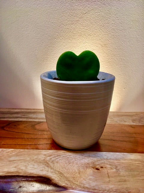 succulent hoya Sweetheart Succulent (Hoya kerrii) – Living Art USA