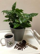 Load image into Gallery viewer, Arabica Coffee Plant ⭐⭐⭐⭐⭐
